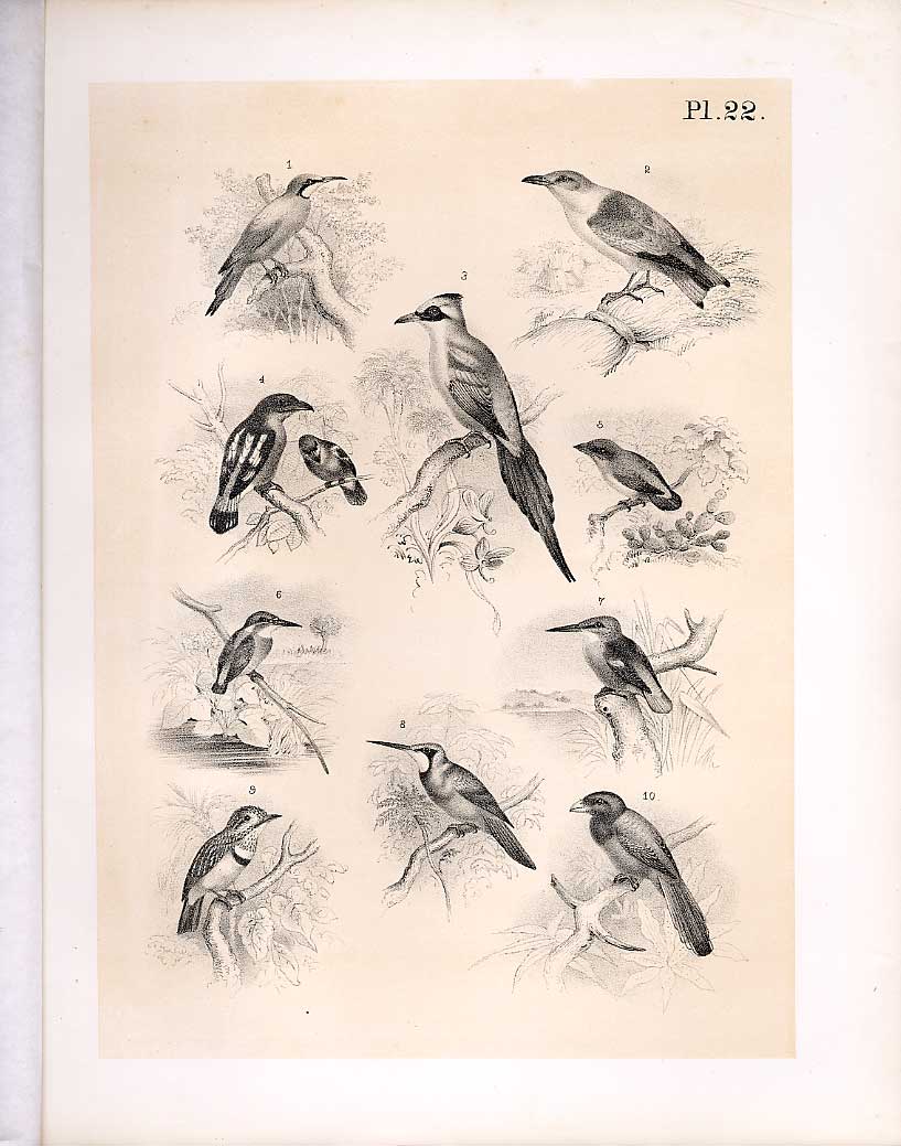 Original Old Antique Print Bee Eater Todi Kingfisher Trogon 1878 Jasper Birds
