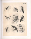 Original Old Antique Print Cuckoo Pearl Bird Tok Science Birds 1878 Jasper 19th