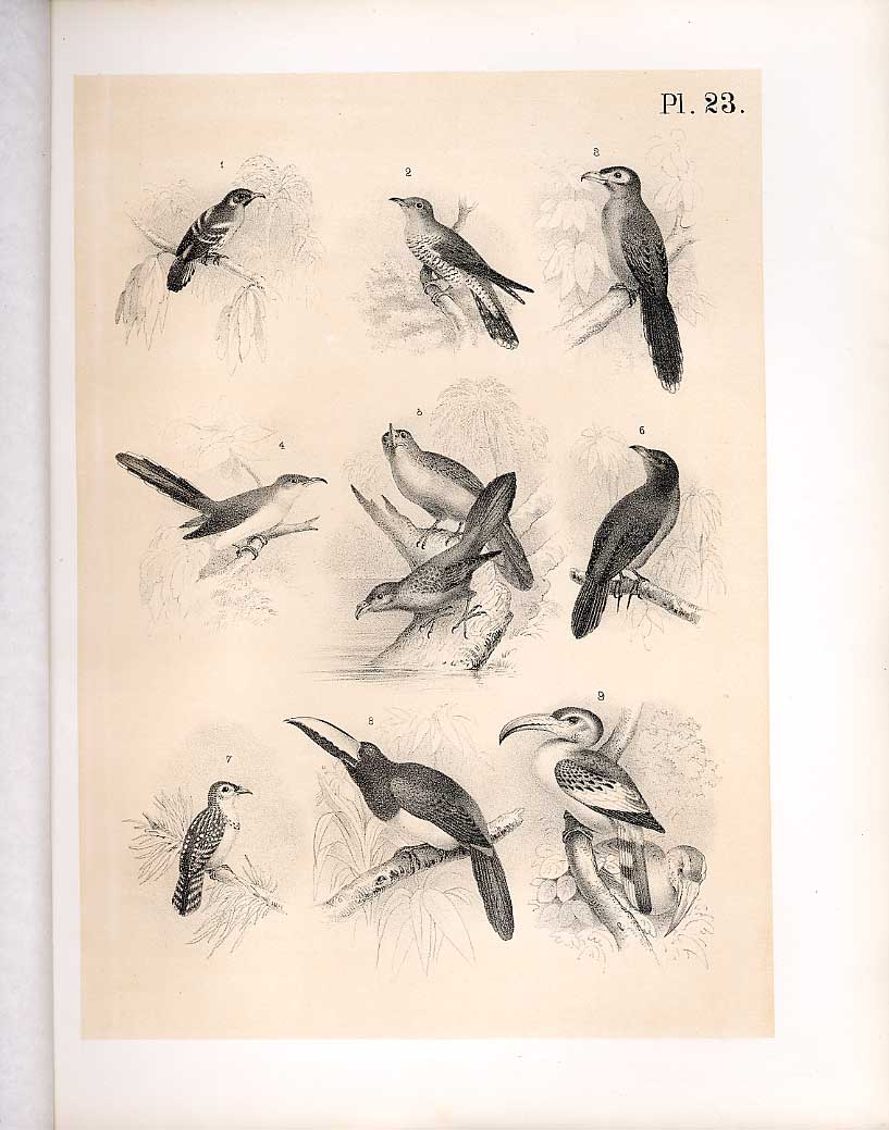 Original Old Antique Print Cuckoo Pearl Bird Tok Science Birds 1878 Jasper 19th
