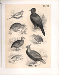 Original Old Antique Print Grouse Capercailie Quail Science Birds 1878 Jasper