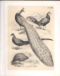Original Old Antique Print Pheasant Peacock Guinea Science Birds 1878 Jasper