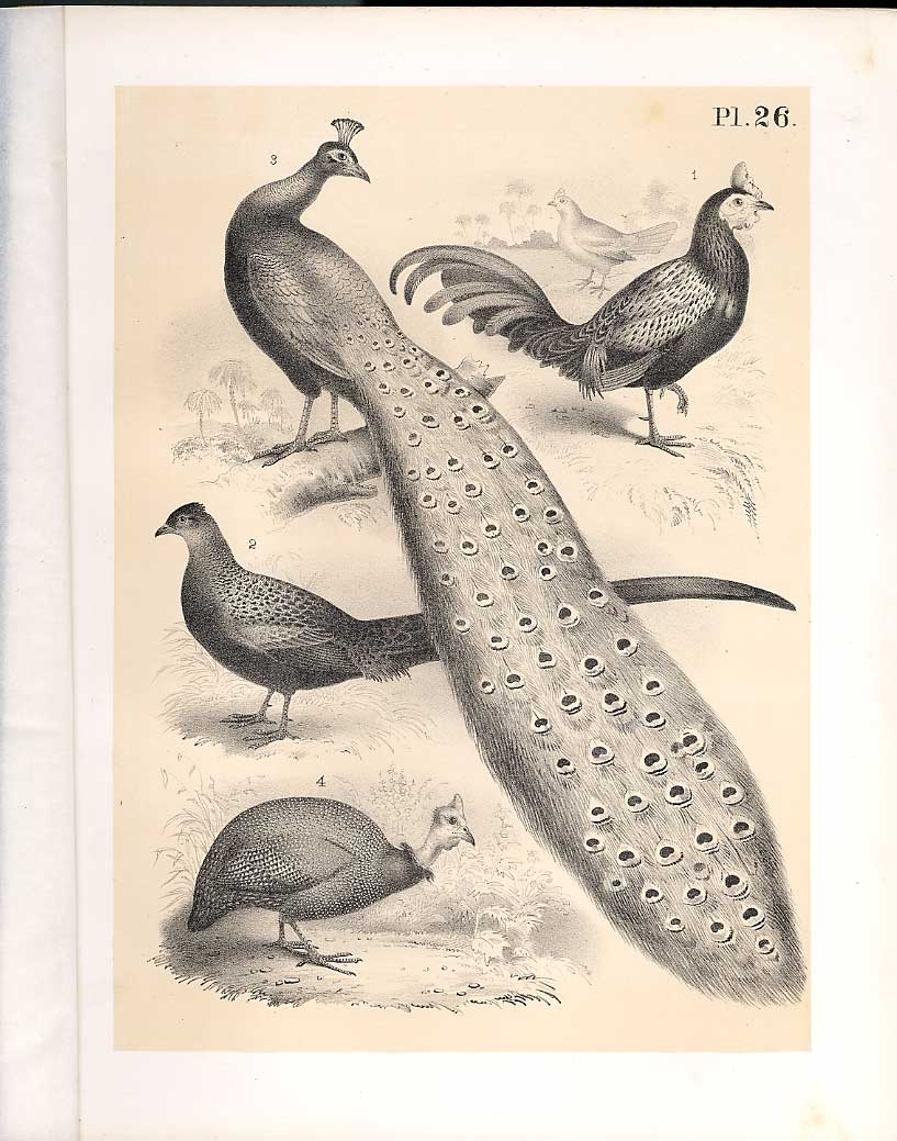 Original Old Antique Print Pheasant Peacock Guinea Science Birds 1878 Jasper