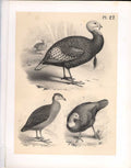 Original Old Antique Print Turkey Great Footed Hen Science Birds 1878 Jasper