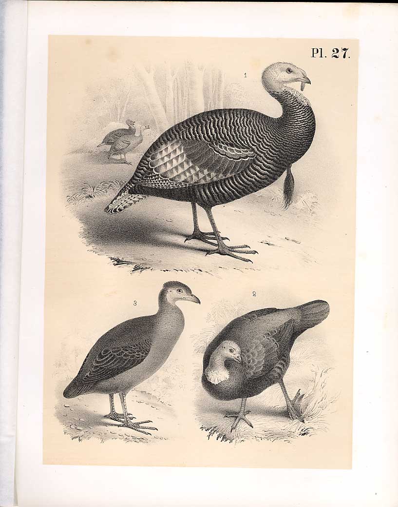 Original Old Antique Print Turkey Great Footed Hen Science Birds 1878 Jasper
