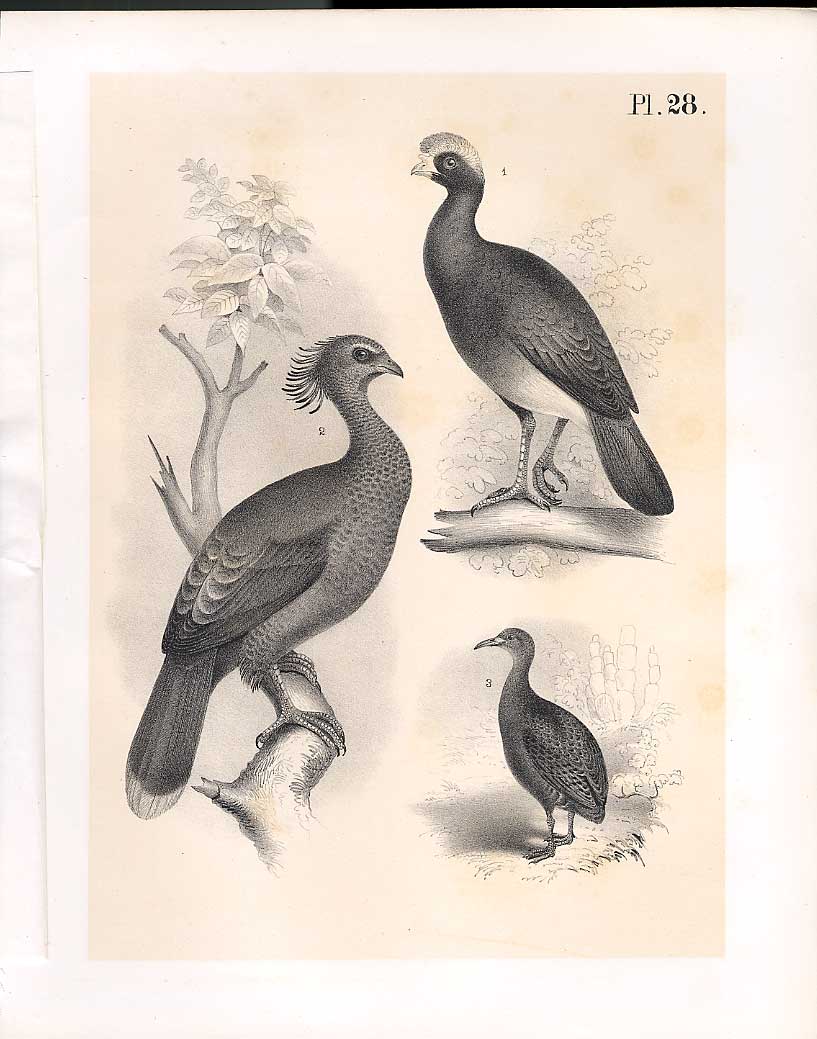 Original Old Antique Print Curassow Guan Tataupa Science Birds 1878 Jasper 19th