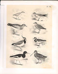 Original Old Vintage PrintBirds From Science Birds 1878 Jasper Swallow Plove