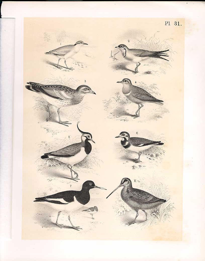 Original Old Vintage PrintBirds From Science Birds 1878 Jasper Swallow Plove