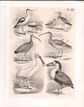 Original Old Antique Print Spoonbill Boatbill Ibis Science Birds 1878 Jasper