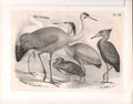 Original Old Antique Print Stork Heron Crane Science Birds 1878 Jasper Victorian