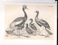 Original Old Antique Print Peacock Crane Agami Rail Science Birds 1878 Jasper