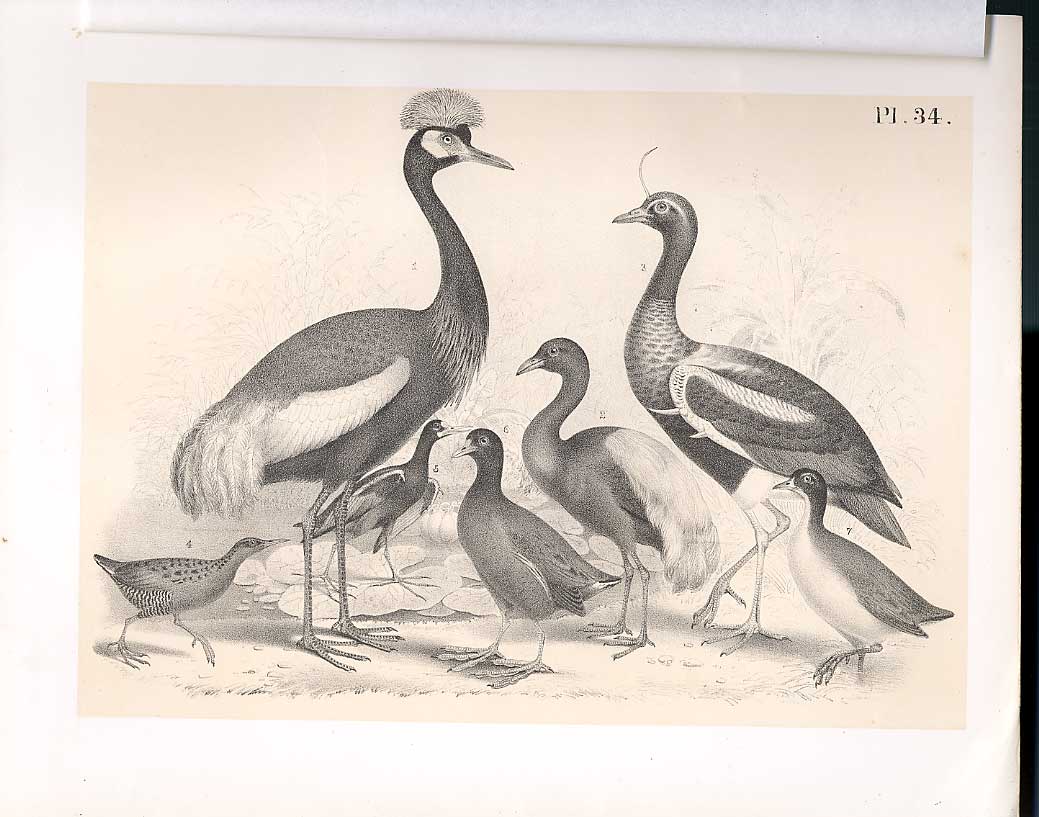 Original Old Antique Print Peacock Crane Agami Rail Science Birds 1878 Jasper