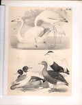 Original Old Antique Print Flamingo Swan Goose Eider Science Birds 1878 Jasper