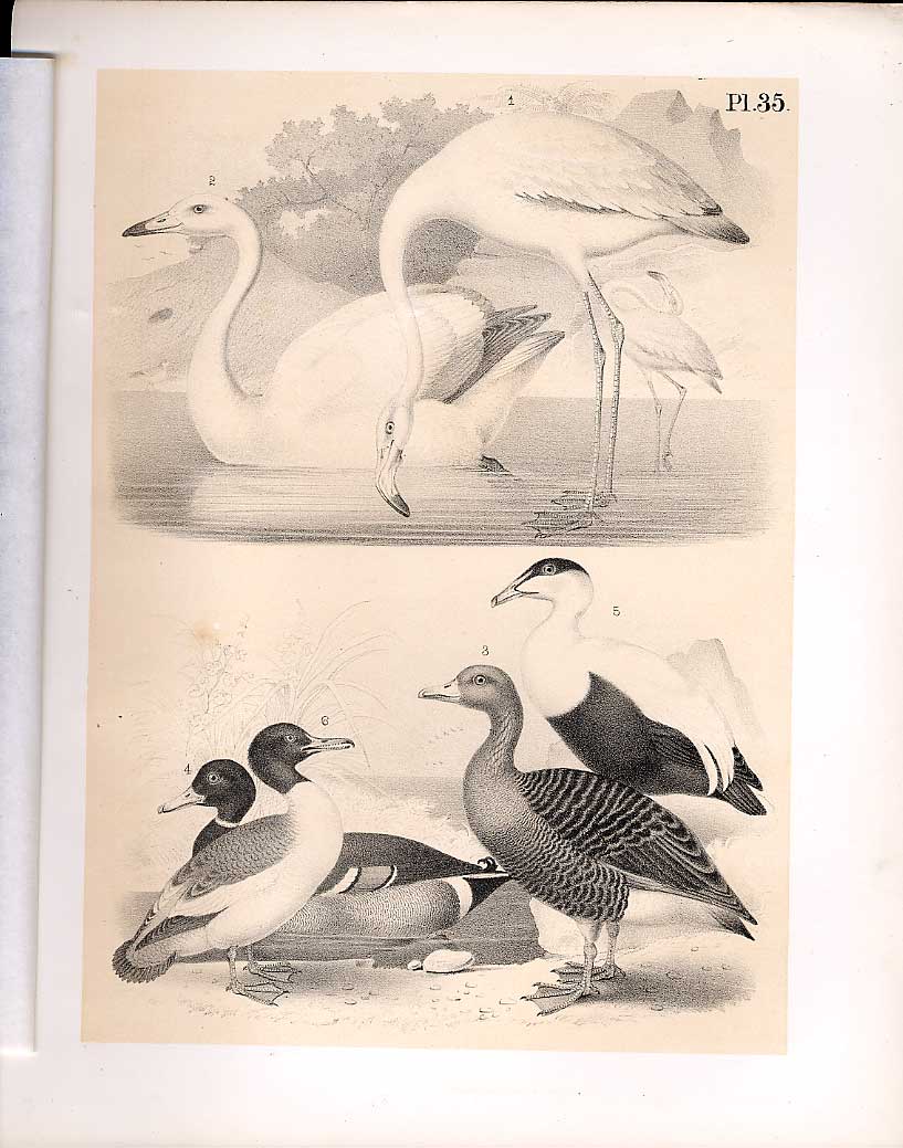 Original Old Antique Print Flamingo Swan Goose Eider Science Birds 1878 Jasper