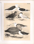 Original Old Antique Print Tern Albatross Skua Science Birds 1878 Jasper 19th