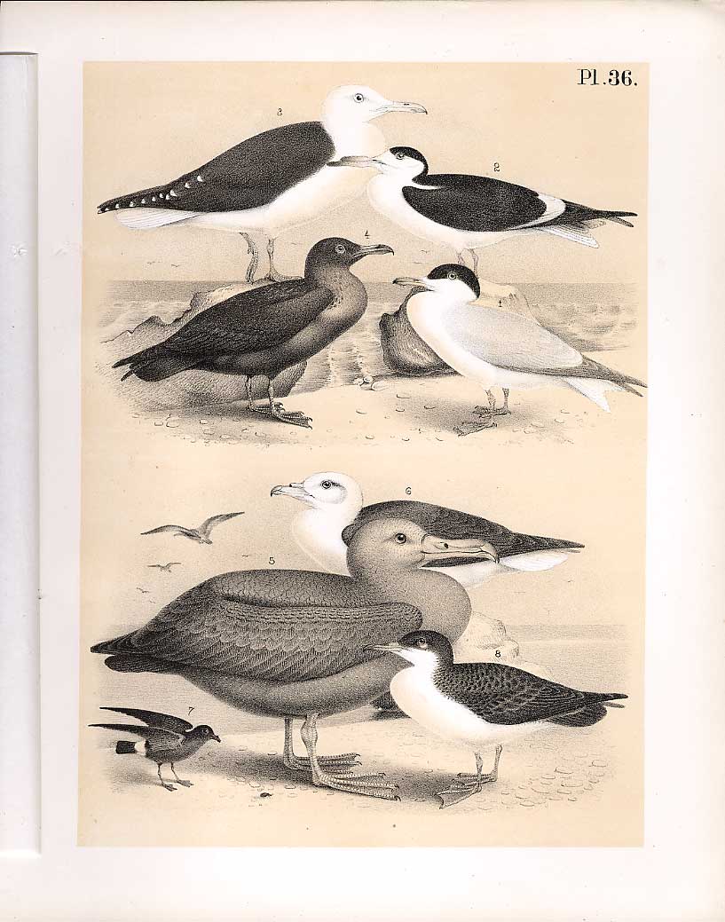 Original Old Antique Print Tern Albatross Skua Science Birds 1878 Jasper 19th