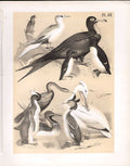 Original Old Antique Print Tropic Man War Snake Bird Pelican Greebe Auk