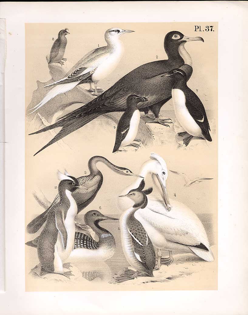 Original Old Antique Print Tropic Man War Snake Bird Pelican Greebe Auk