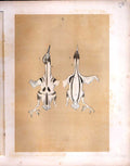 Original Old Antique Print Bird Anatomny Science Birds 1878 Jasper Victorian
