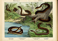 Original Old Antique PrintSnakes German & Latin Names Schubert *2