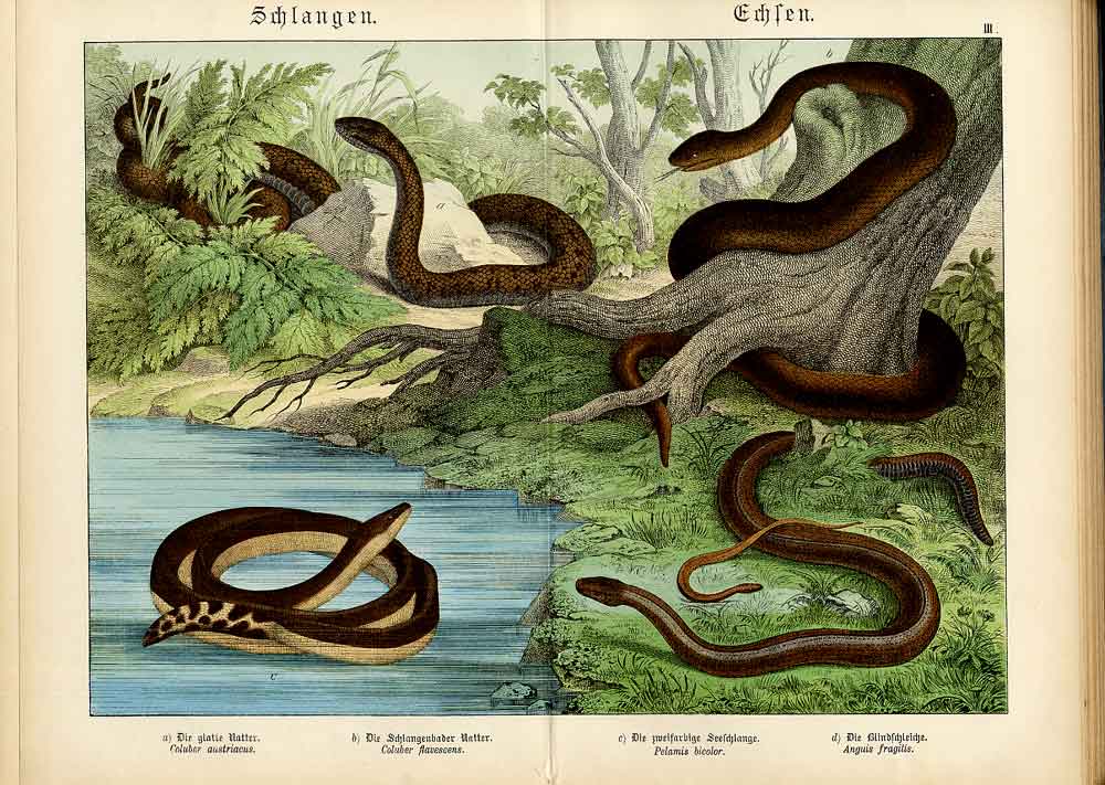 Original Old Antique PrintSnakes German & Latin Names Schubert *2
