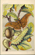 Original Old Antique Print Tusseh Silkworm & Moth From Nature In Art 1866 19th