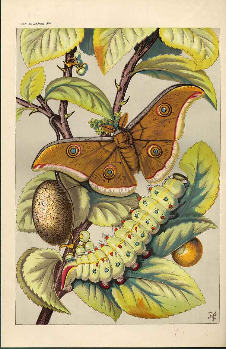 Original Old Antique Print Tusseh Silkworm & Moth From Nature In Art 1866 19th