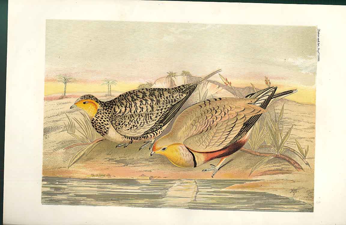 Original Old Antique Print Wistling Sand Grouse Nature In Art 1866 Birds 19th