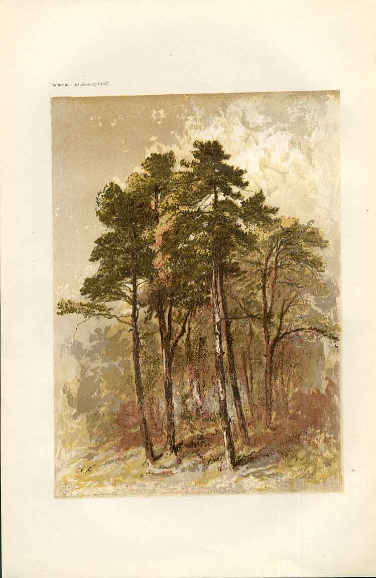 Original Old Vintage Print Study Fir Trees From Nature In Art 1866 A Penley 19th