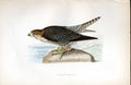 Original Old Antique Print Grey Headed Wagtail Meyer H/C Birds 1842-50 Victorian