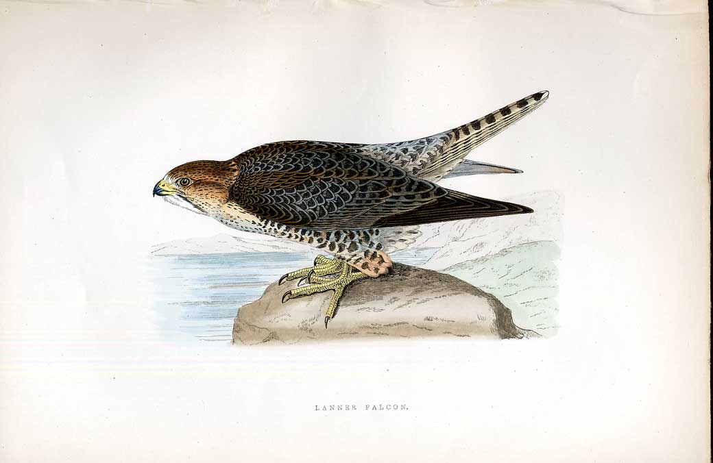Original Old Antique Print Grey Headed Wagtail Meyer H/C Birds 1842-50 Victorian