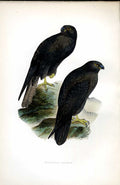 Original Old Antique Print Tree Pipit Meyer H/C Birds 1842-50 19th