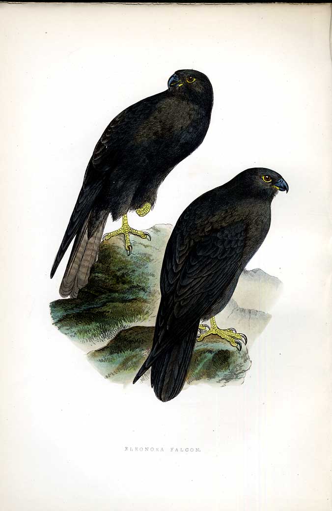Original Old Antique Print Tree Pipit Meyer H/C Birds 1842-50 19th
