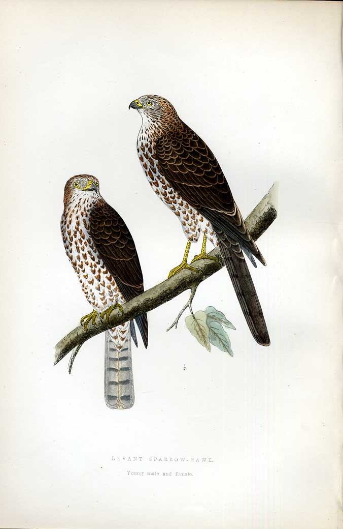 Original Old Antique Print Meadow Pipit Meyer H/C Birds 1842-50 19th