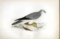 Original Old Antique Print Richards Pipit Meyer H/C Birds 1842-50 19th