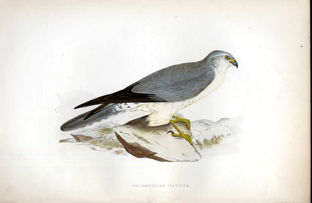 Original Old Antique Print Richards Pipit Meyer H/C Birds 1842-50 19th
