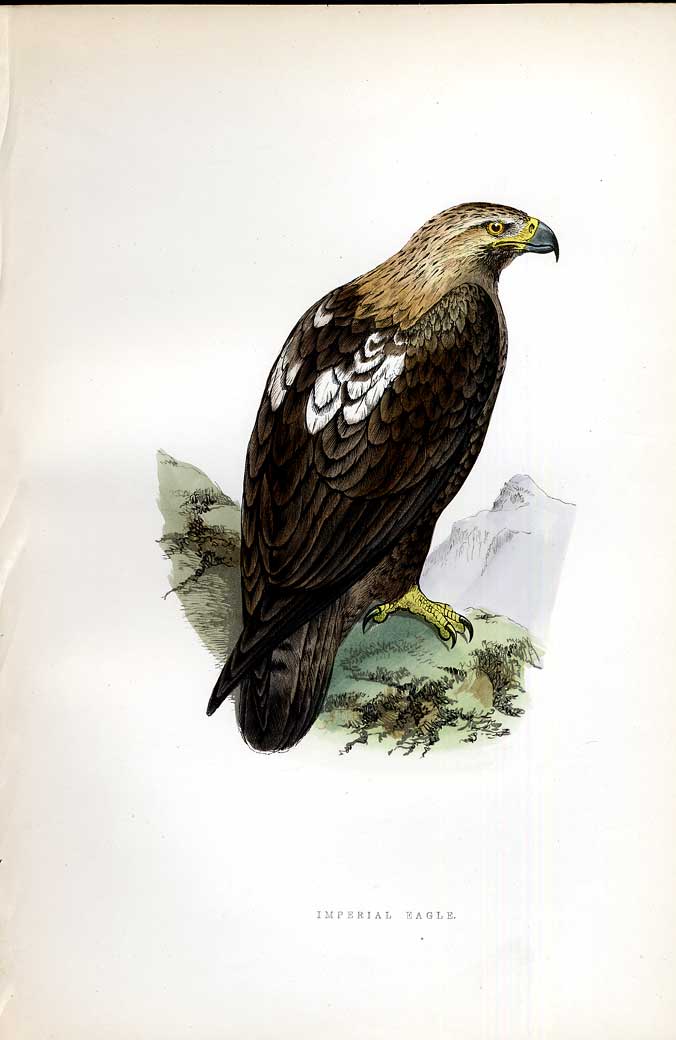 Original Old Antique Print Skylark Meyer H/C Birds 1842-50 19th