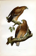 Original Old Antique Print Wood Lark Meyer H/C Birds 1842-50 19th