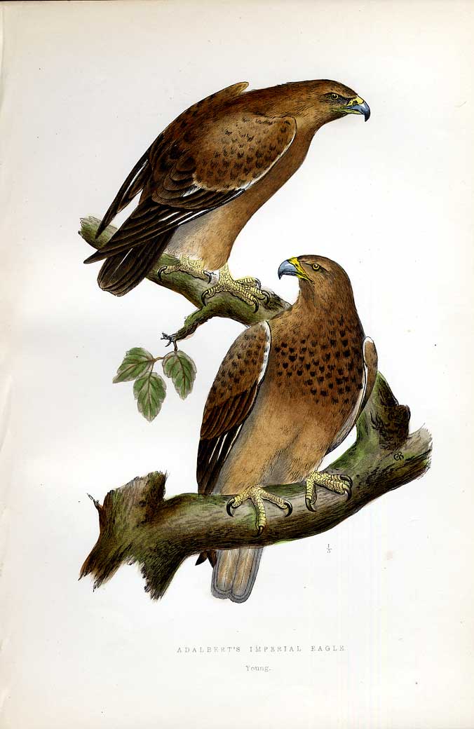 Original Old Antique Print Wood Lark Meyer H/C Birds 1842-50 19th