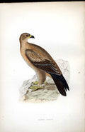 Original Old Antique Print Lark Bunting Meyer H/C Birds 1842-50 19th