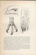 Original Old Antique Print Yellow Bunting Meyer H/C Birds 1842-50 19th