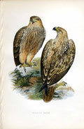 Original Old Antique Print Cirl Bunting Meyer H/C Birds 1842-50 19th