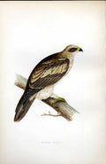 Original Old Antique Print Chaffinch Meyer H/C Birds 1842-50 19th