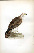 Original Old Antique Print Linnet Meyer H/C Birds 1842-50 19th Century