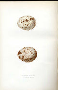 Original Old Antique Print Hawfinch Meyer H/C Birds 1842-50 19th