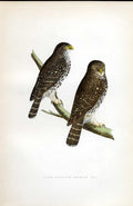Original Old Antique Print Pine Bulfinch Meyer H/C Birds 1842-50 19th