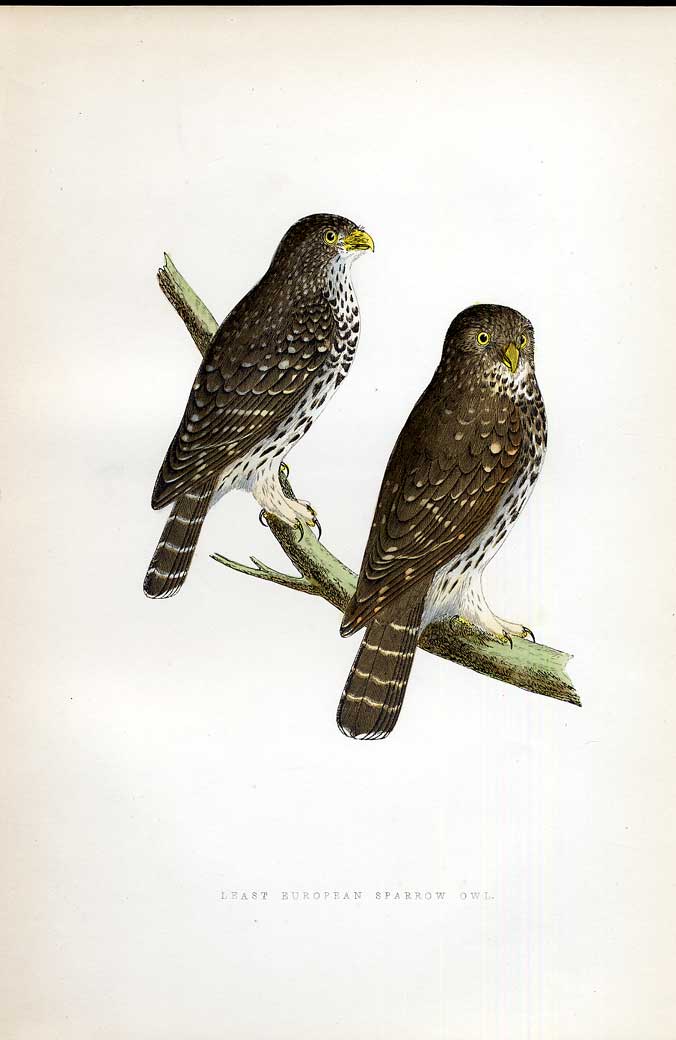 Original Old Antique Print Pine Bulfinch Meyer H/C Birds 1842-50 19th