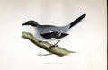 Original Old Antique Print Bohemian Chatterer Meyer H/C Birds 1842-50 Victorian