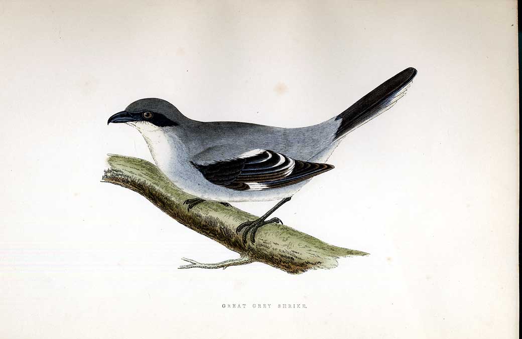 Original Old Antique Print Bohemian Chatterer Meyer H/C Birds 1842-50 Victorian
