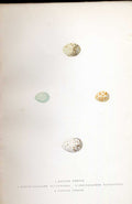 Original Old Antique Print Rook Meyer H/C Birds 1842-50 19th Century