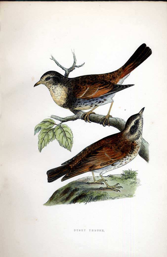 Original Old Antique Print Cough Meyer H/C Birds 1842-50 19th Century